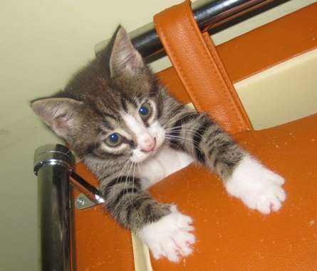 Отдам котят!!! Отдам котят!!!
