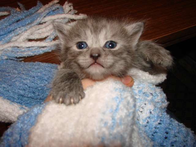 Котята как в рекламе Вискас Котята как в рекламе Вискас