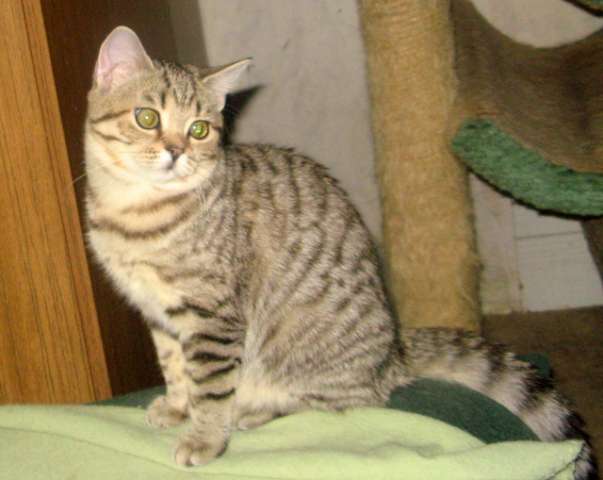 ШОТЛАНДСКИЕ КОШЕЧКИ ШОТЛАНДСКИЕ КОШЕЧКИ