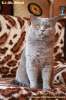 Вязка с лиловым британским чистопородным котом колороносителем