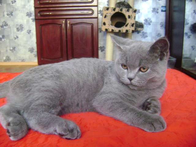 Шотландские котята Шотландские котята