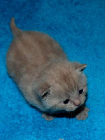 Британцы!!! Милые котята, Ваша радость и любовь! Британцы!!! Милые котята, Ваша радость и любовь!