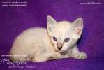 Тайские котята - кошечки и котики