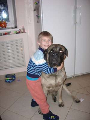 Продаются щенок английского мастифа! д.р. 1.02.2010г. Продаются щенок английского мастифа! д.р. 1.02.2010г.