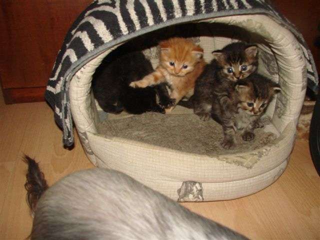 отдам котят даром отдам котят даром