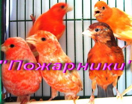 Канарейки , Кенара певчие. В подарок; Клетка, Книга , Корм, СД. Канарейки , Кенара певчие. В подарок; Клетка, Книга , Корм, СД.