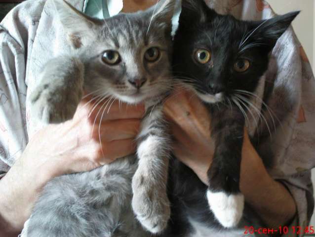 отдам в дар 2 спасённых котят отдам в дар 2 спасённых котят