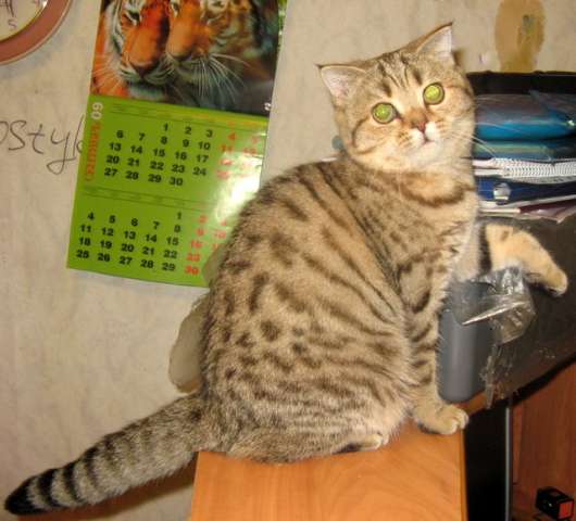 шотландские кошечки. недорого шотландские кошечки. недорого