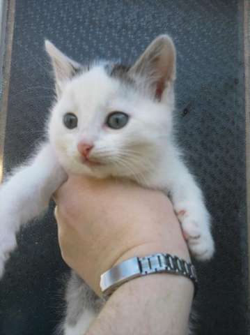 Котята ждут хозяев Котята ждут хозяев