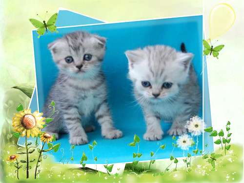 Британские (5 000руб.) котята. Окрас голубой, вискас. Британские (5 000руб.) котята. Окрас голубой, вискас.