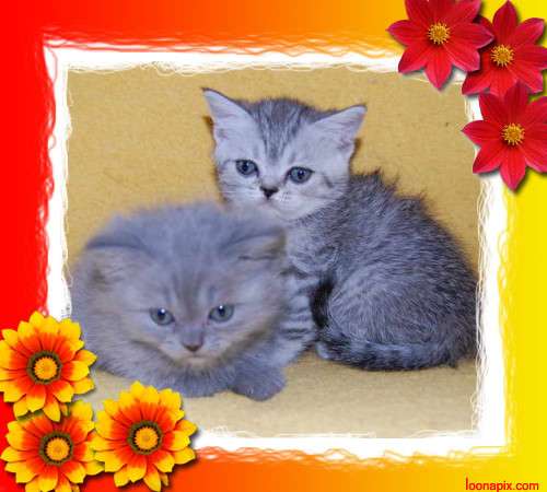 Британские (5 000руб.) котята. Окрас голубой, вискас. Британские (5 000руб.) котята. Окрас голубой, вискас.