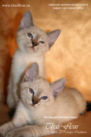 Тайские котята Тайские котята