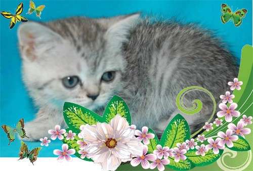 Британские (5 000руб.) котята. Окрас вискас. Британские (5 000руб.) котята. Окрас вискас.