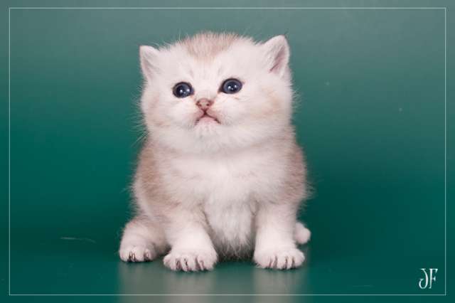 Британские серебристые тикированные котята! Британские серебристые тикированные котята!