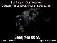 ветритуал,усыпление,кремация собак,кошек. ветритуал,усыпление,кремация собак,кошек.