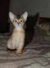 Абиссинские котята – маленькие пумы