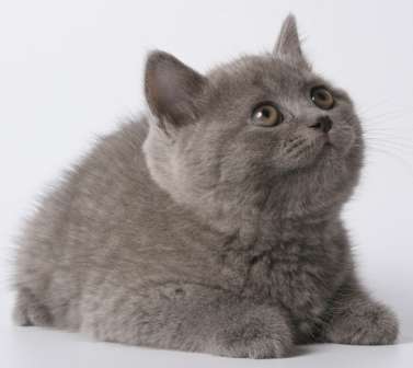 Британские котята Британские котята