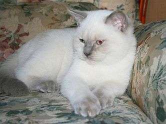 Британские котята Британские котята