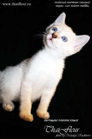 Тайские котята Тайские котята