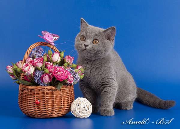 Британская голубая кошечка. 8-916-611-44-96 Британская голубая кошечка. 8-916-611-44-96