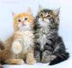 Сибирские котята Сибирские котята