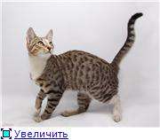 Спокойный, очаровательный котик в дар Спокойный, очаровательный котик в дар