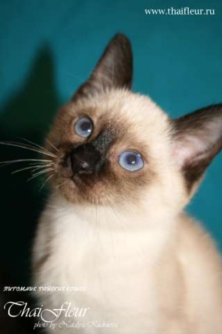 Тайские котята Тайские котята