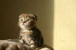 Шотландские Вислоухие котята шоу класса,ВИСКАС Шотландские Вислоухие котята шоу класса,ВИСКАС