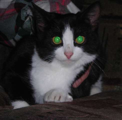 Котёнок Буся (5 мес.) - В ДАР! Котёнок Буся (5 мес.) - В ДАР!