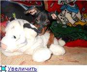 Пражский крысарик(Ратлик) Пражский крысарик(Ратлик)