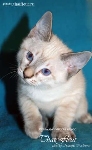 Тайские котята Тайские котята