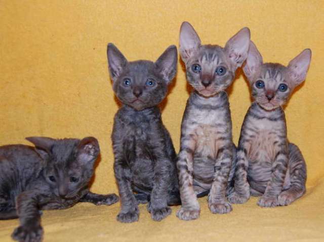 Корниш рекс большой выбор котят. Корниш рекс большой выбор котят.