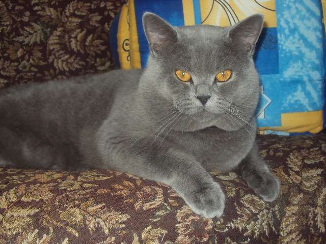 Вязка .Британский кот. Вязка .Британский кот.
