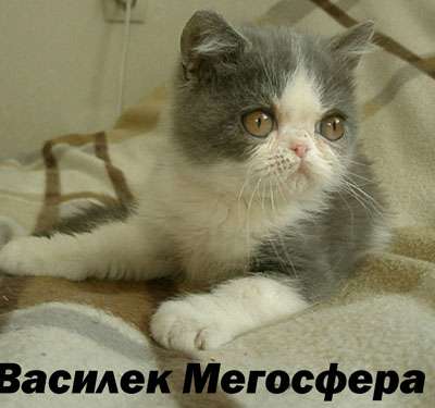Экзотический котик Василек Экзотический котик Василек