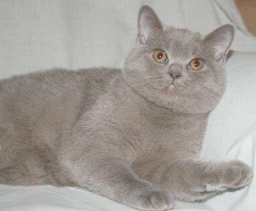 Британские котята Британские котята