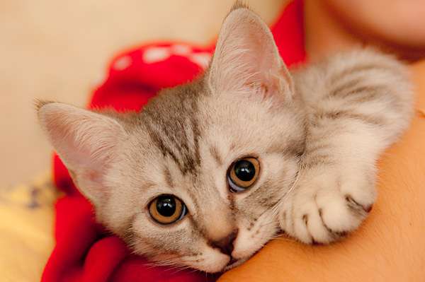 Двое котят ищут своих людей! скоттиш фолд,3 месяца Двое котят ищут своих людей! скоттиш фолд,3 месяца