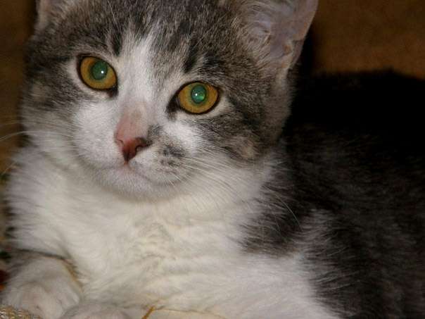 Милая, игривая котенка хочет стать домашней мурчалкой! Милая, игривая котенка хочет стать домашней мурчалкой!