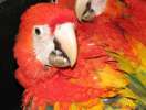 Ручные попугаи из украинского питомника