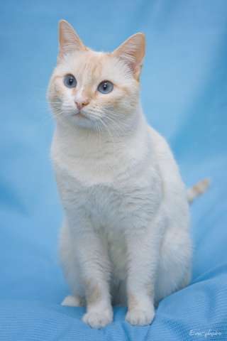 Лучиано - молодой тайский котик! Лучиано - молодой тайский котик!