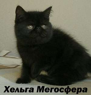 Экзотические короткошерстные плюшевые котята Экзотические короткошерстные плюшевые котята
