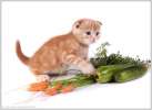 Шотландские вислоухие котята