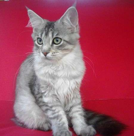 Коты до 12 кг. Коты до 12 кг.