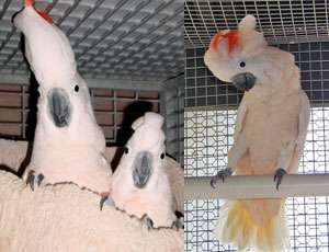 Молуккский какаду (Cacatua moluccensis) полностью ручные птенцы – выкормыши Молуккский какаду (Cacatua moluccensis) полностью ручные птенцы – выкормыши