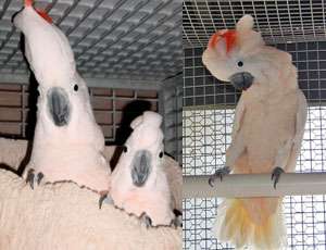 Молуккский какаду  (Cacatua moluccensis) полностью ручные птенцы – выкормыши