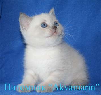 Британские плюшевые котята Британские плюшевые котята