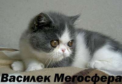 Би-колорный плюшевый котик Би-колорный плюшевый котик
