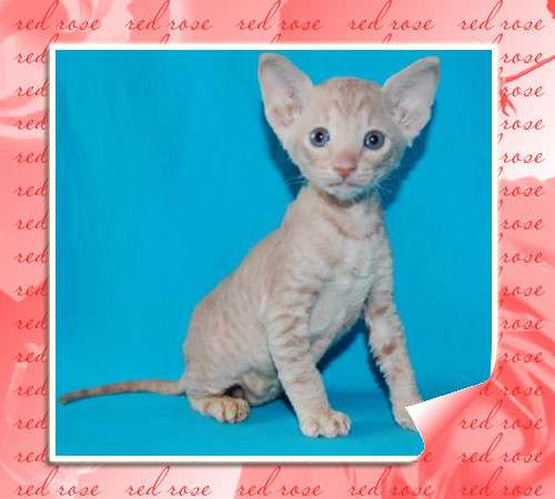 Корниш рекс кремовый котик 10 000 руб. Корниш рекс кремовый котик 10 000 руб.