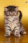 Сибирские котятки Сибирские котятки