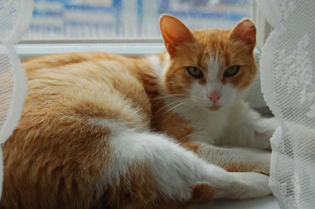 Отдадим найденную ласковую кошечку Отдадим найденную ласковую кошечку