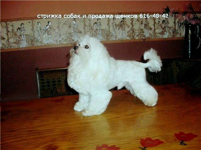 Стрижка мальтийской болонки. Стрижка мальтийской болонки.